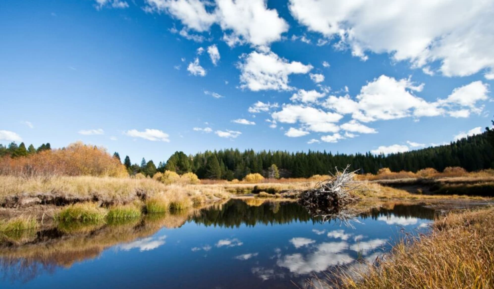 Wetland & waters delineation